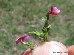 Jamesbrittenia aurantiaca