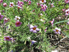 Jamesbrittenia aurantiaca
