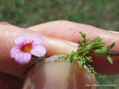Jamesbrittenia aurantiaca