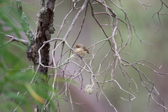 Acanthiza inornata