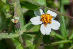 Zinnia bicolor