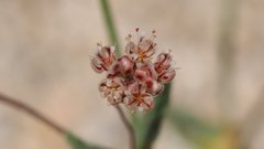Eriogonum maculatum