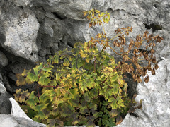 Thalictrum aquilegiifolium