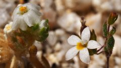 Nemacladus breviflorus