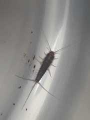 Ctenolepisma longicaudatum