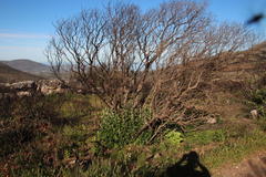 Tarchonanthus littoralis