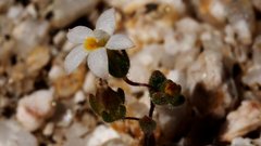 Nemacladus breviflorus