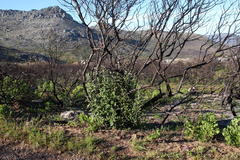 Tarchonanthus littoralis