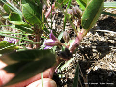 Raphionacme hirsuta