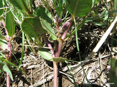 Raphionacme hirsuta