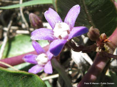 Raphionacme hirsuta