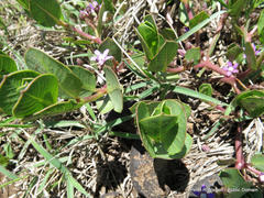 Raphionacme hirsuta
