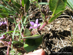Raphionacme hirsuta