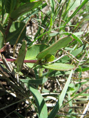 Raphionacme hirsuta