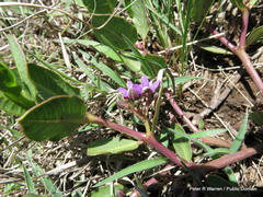 Raphionacme hirsuta
