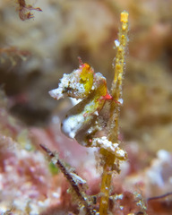 Hippocampus pontohi