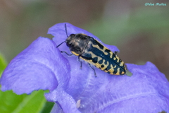 Acmaeodera solitaria