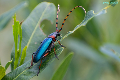 Stenaspis verticalis verticalis