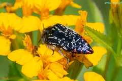 Acmaeodera mudgei