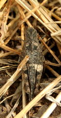 Humbe tenuicornis