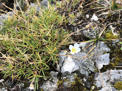 Cherleria capillacea