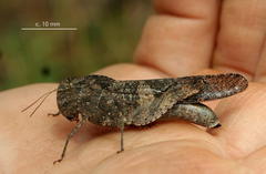 Humbe tenuicornis