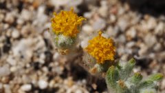 Eriophyllum pringlei
