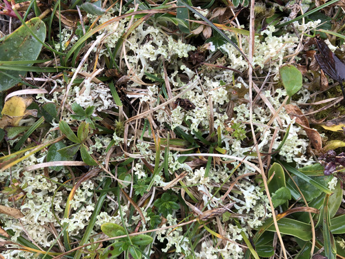 Curled snow lichen (Flavocetraria cucullata)