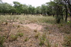Humbe tenuicornis