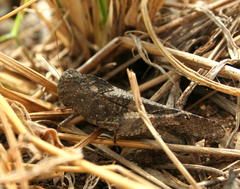 Humbe tenuicornis