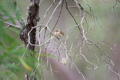 Acanthiza inornata