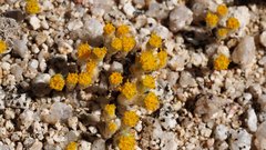 Eriophyllum pringlei