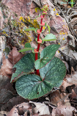 Begonia tapatia