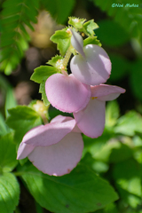 Begonia bulbillifera