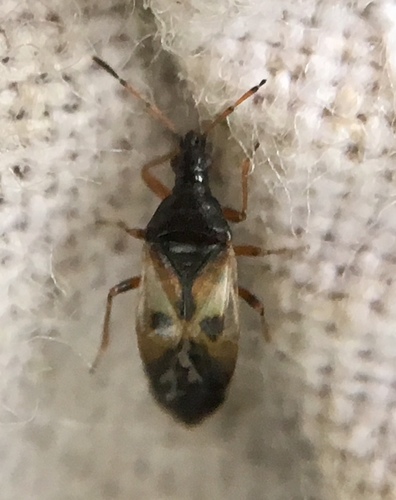 Common Flowerbug photo 3