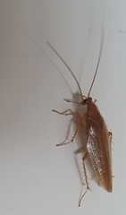 Ectobius vittiventris