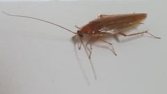 Ectobius vittiventris