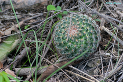 Mammillaria jaliscana jaliscana