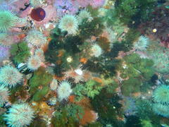 Pentacta doliolum