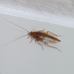 Ectobius vittiventris