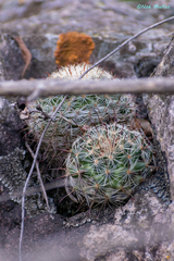 Mammillaria jaliscana jaliscana