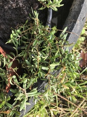 Satureja hortensis