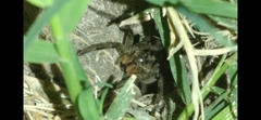 Lycosa erythrognatha