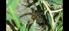Lycosa erythrognatha