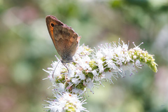 Coenonympha pamphilus