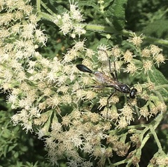 Eremnophila aureonotata