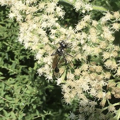 Eremnophila aureonotata