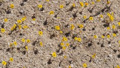 Eriophyllum pringlei