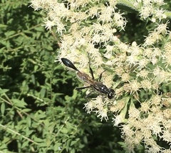 Eremnophila aureonotata