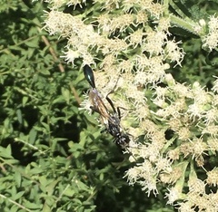 Eremnophila aureonotata